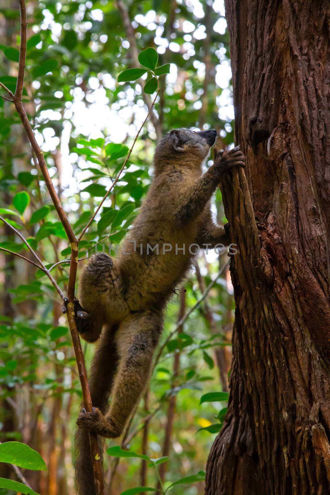 The brown maki lemur bounces on the trees