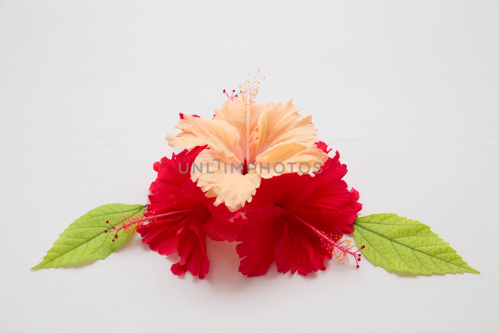 Colorful flowers with green leaves as decoration