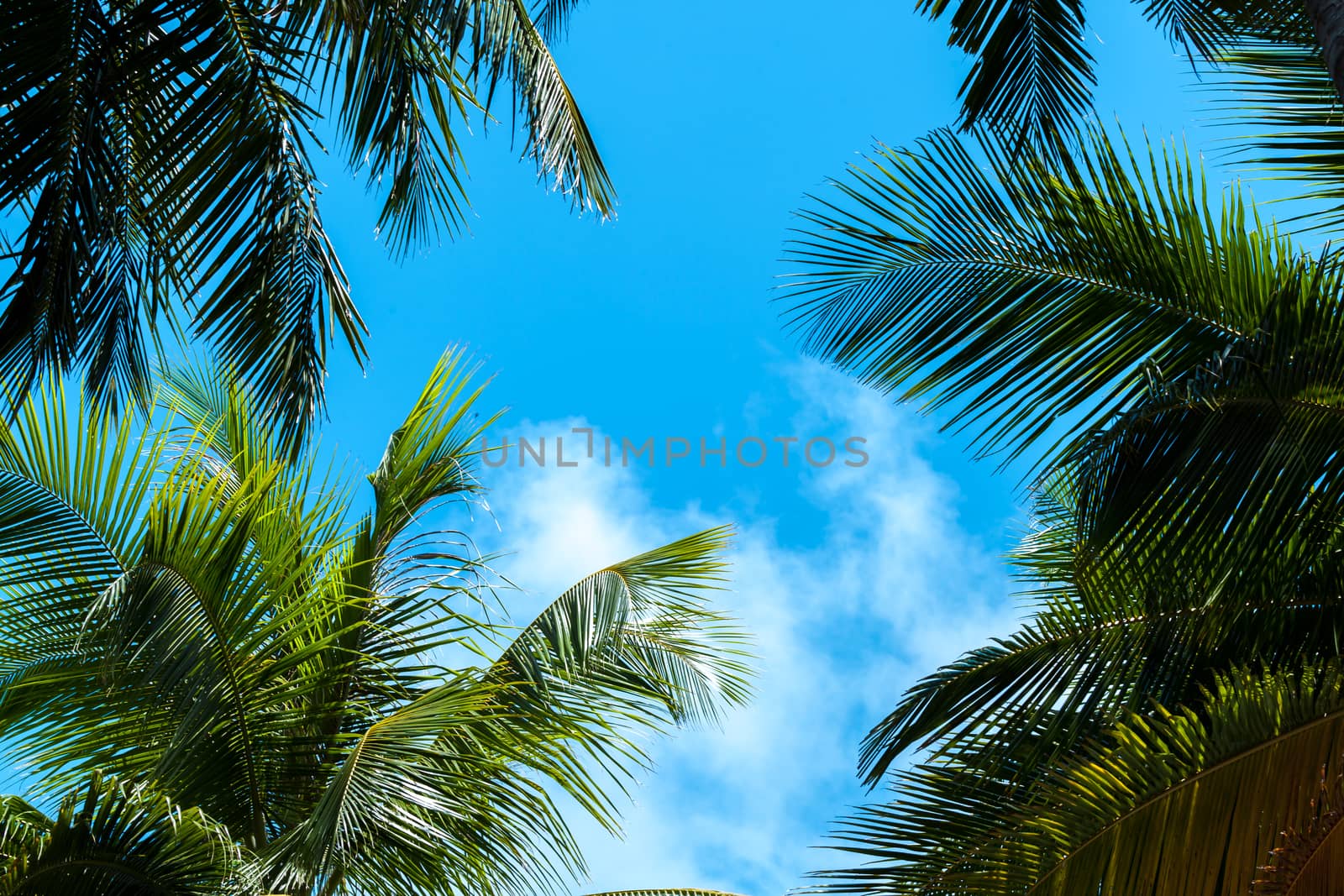Blue sky with a few clouds and palm trees