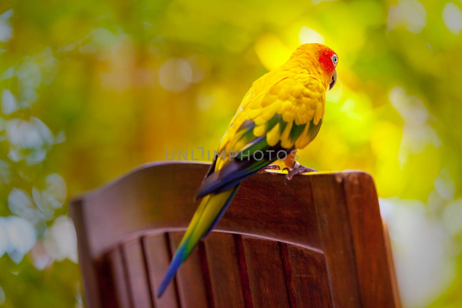 Maldives, a parrot bird