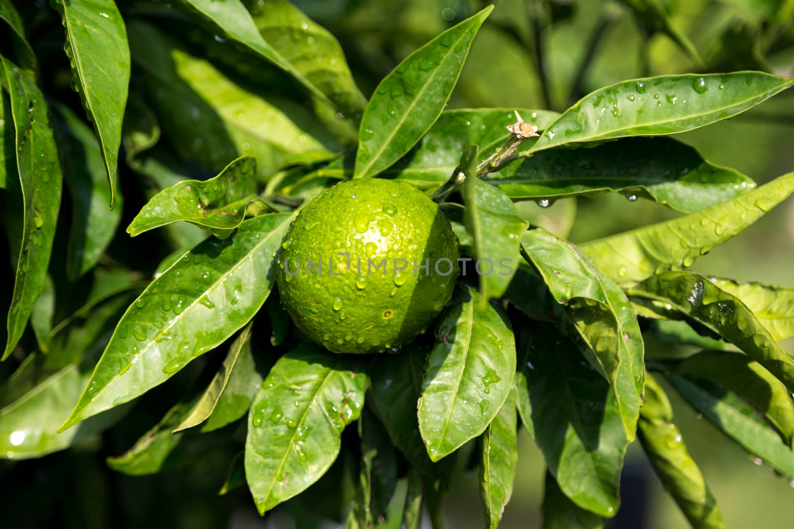 A tangerine trees with unripe fruits and green leaves