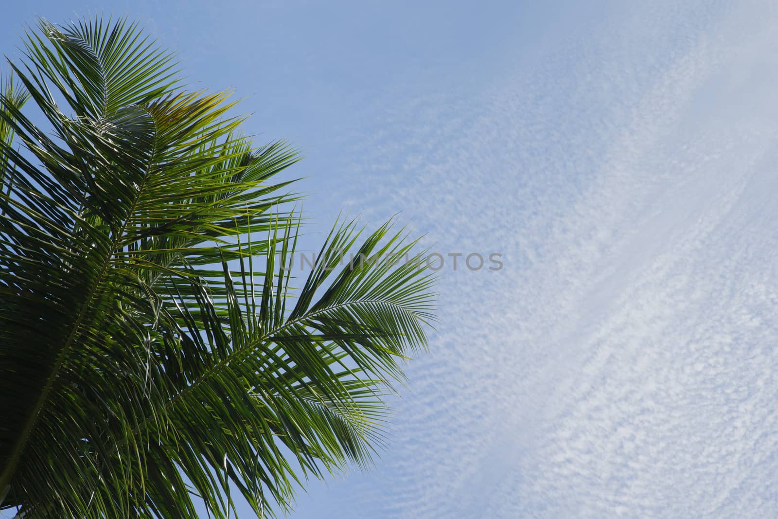 Bly sky with clouds and a green palm leave