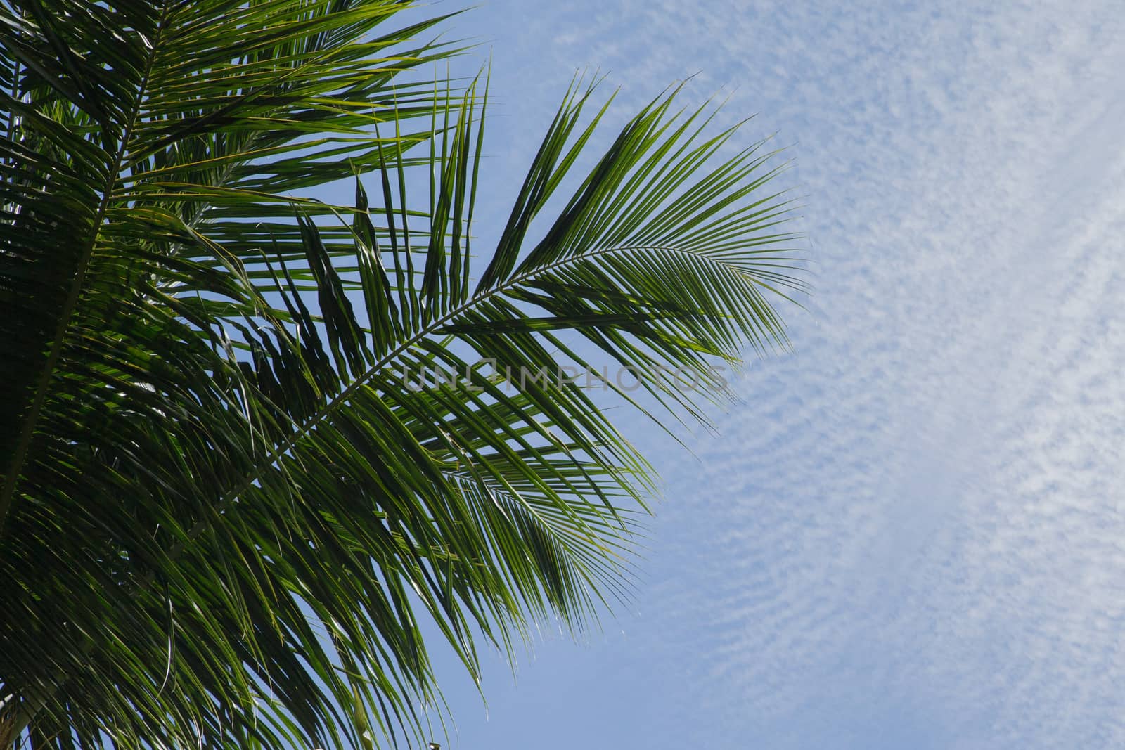 Bly sky with clouds and a green palm leave