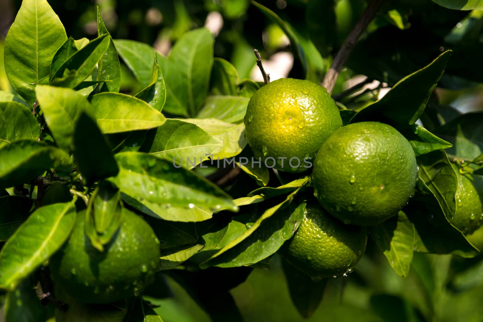 A tangerine trees with unripe fruits and green leaves
