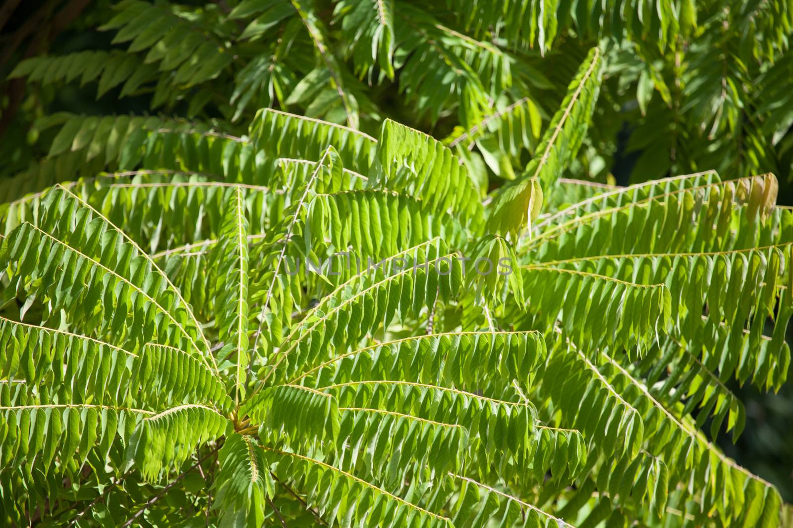 Green exotic plants
