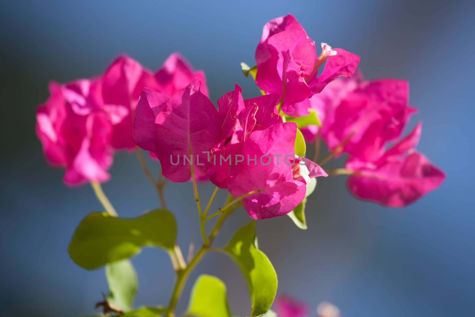 Colorful exotic flowers in a garden