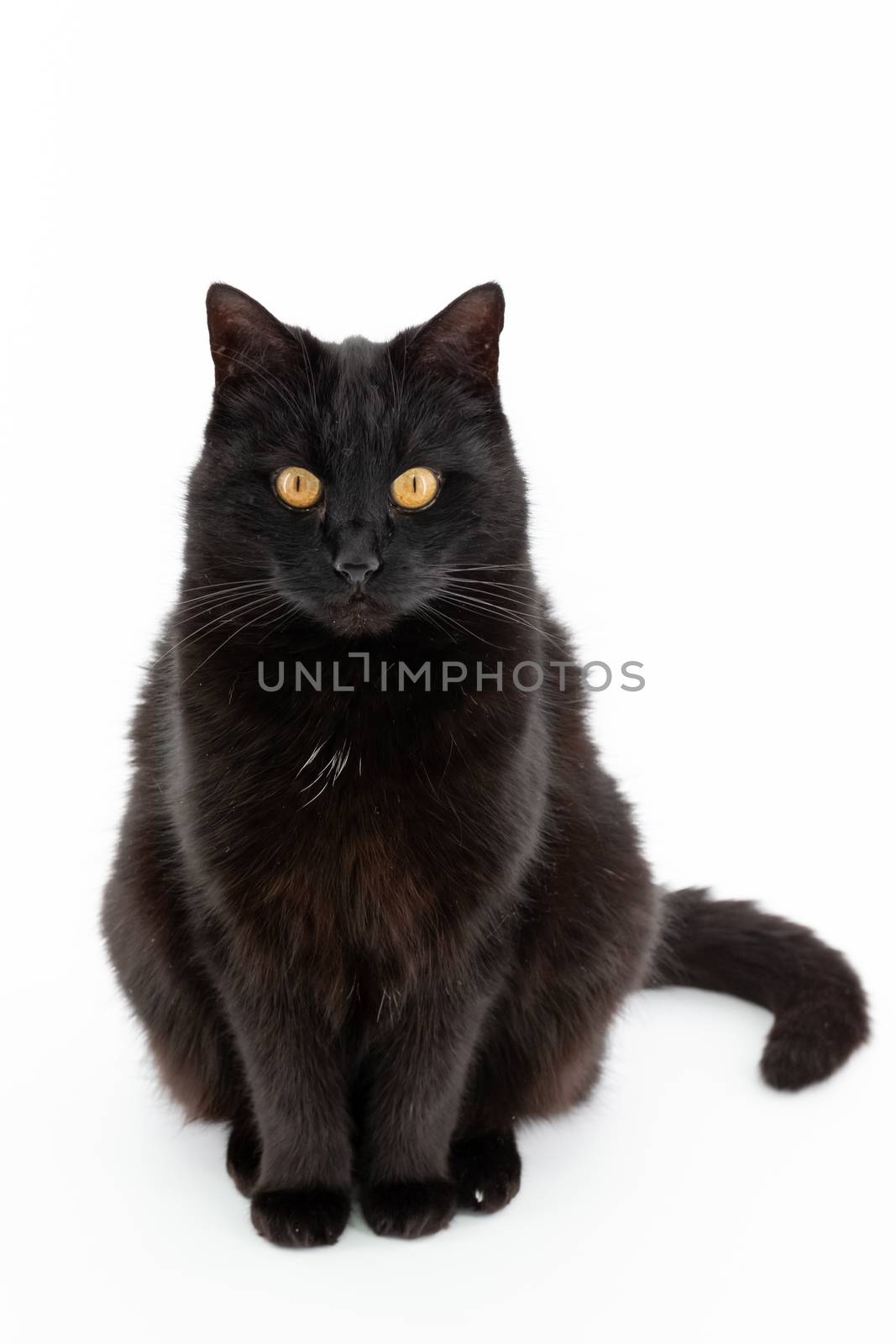 A beautiful black cat poses on a white background by 25ehaag6