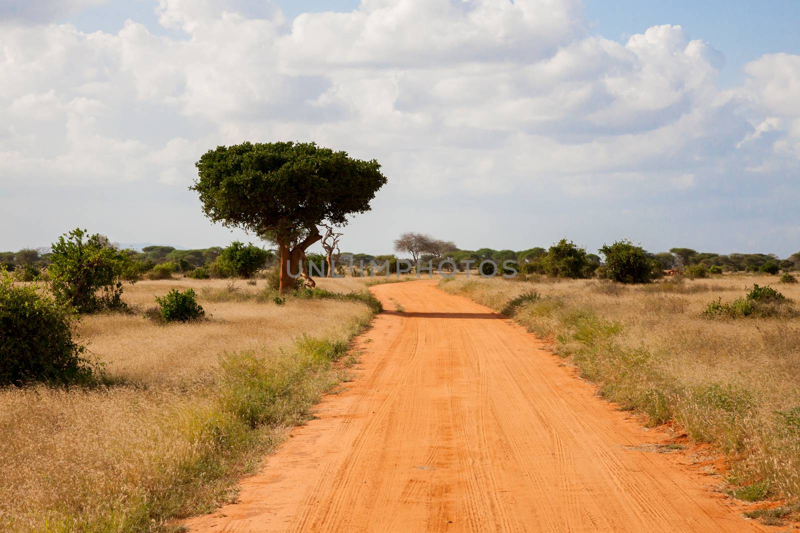 A way with red soil throught the savanna with a lot of trees and green plants