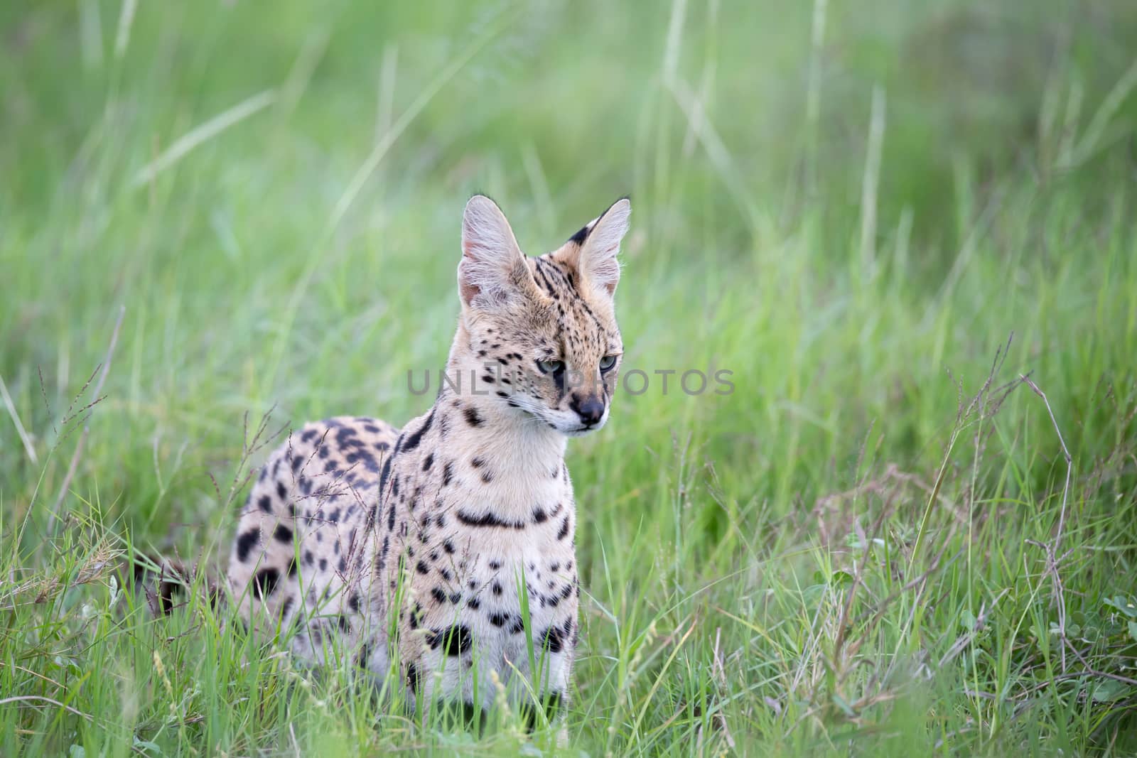 A serval cat in the grassland of the savannah in Kenya