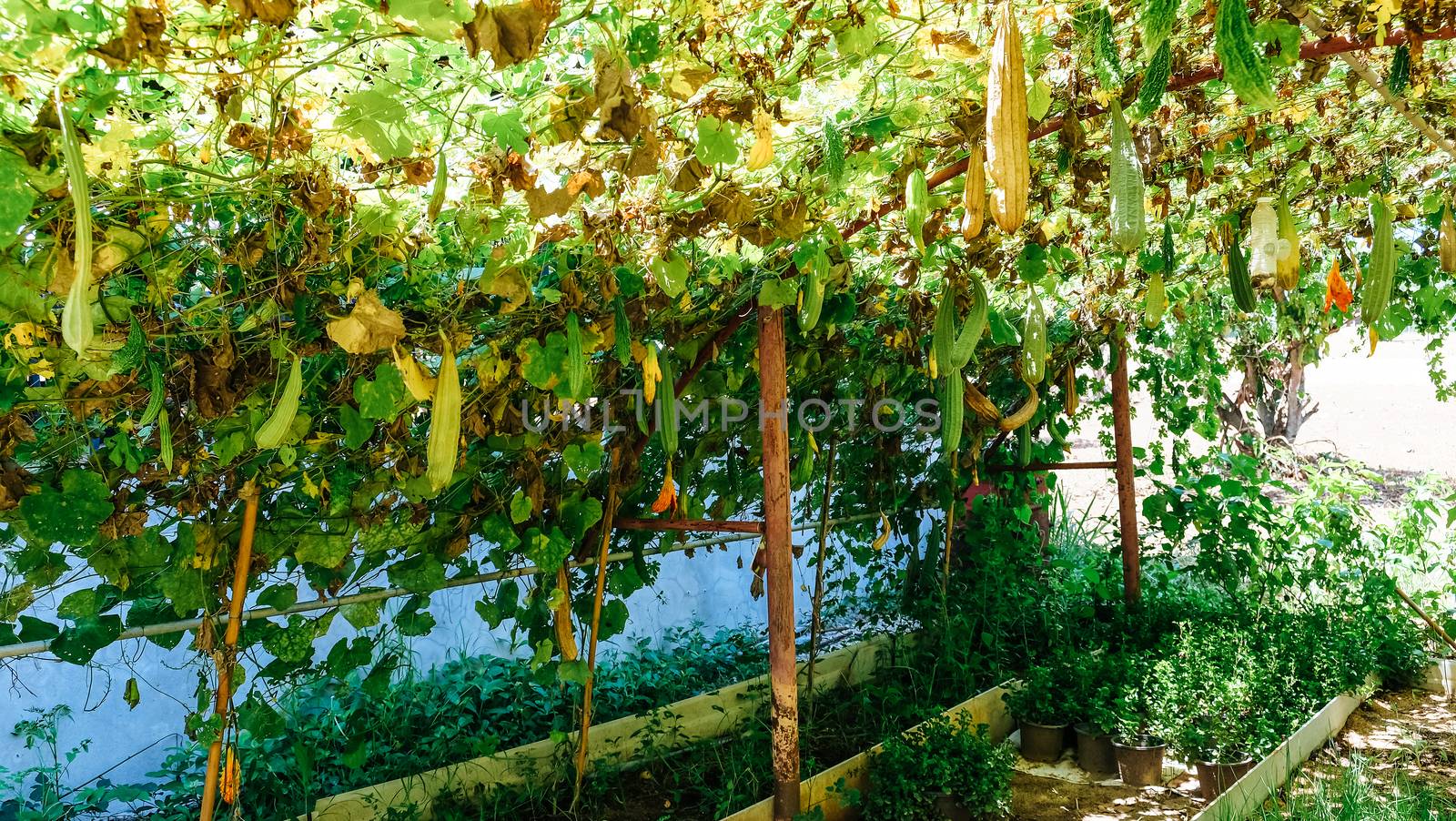 Image of Fresh Green long Cucumber on a branch in greenhouse