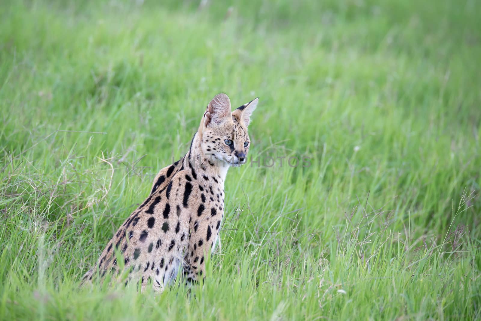 A serval cat in the grassland of the savannah in Kenya