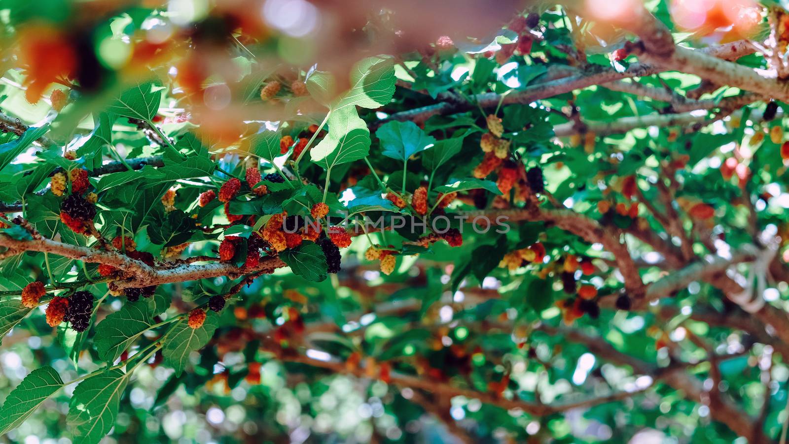 Image of Fresh mulberries on the branch in farm