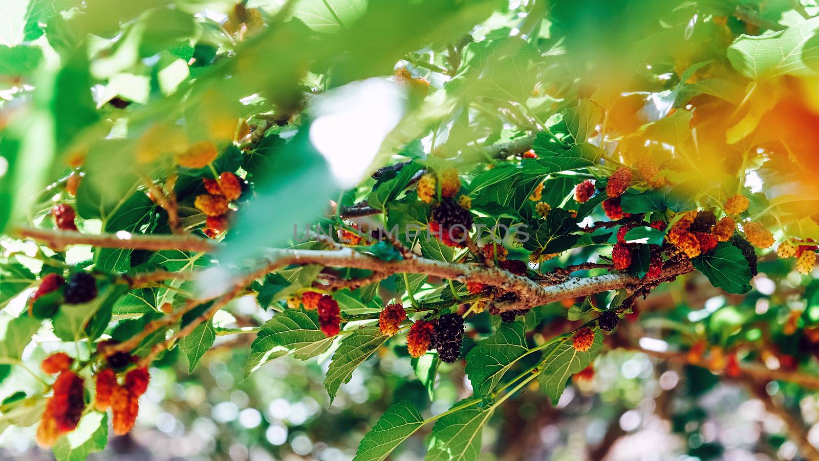 Image of Fresh mulberries on the branch in farm