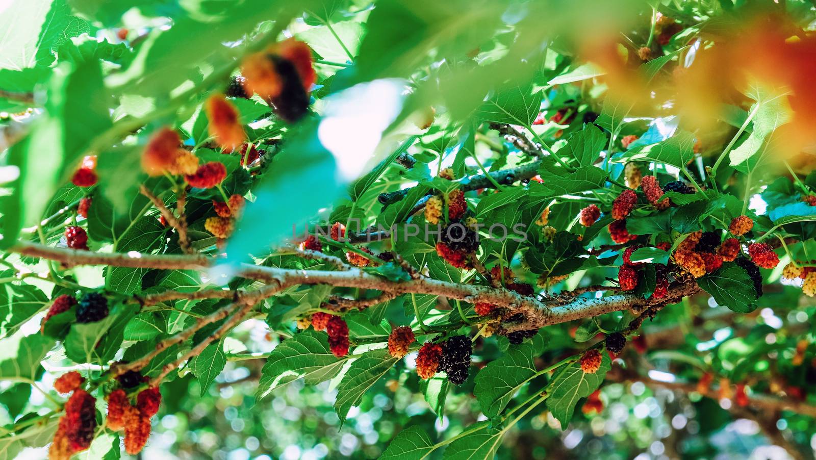 Image of Fresh mulberries on the branch in farm