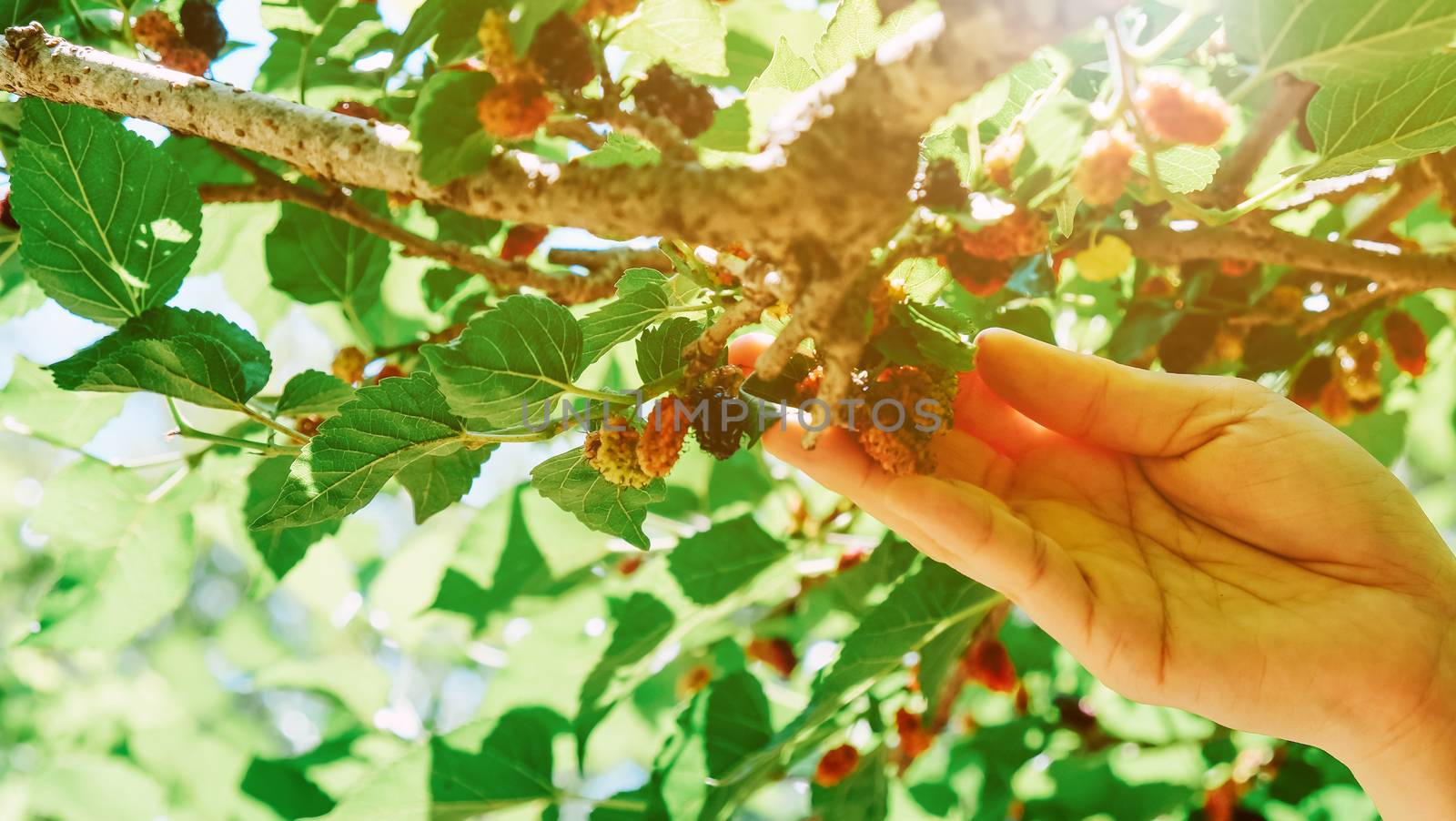 Close-up of hand picking ripe blackberries on the branch in farm
