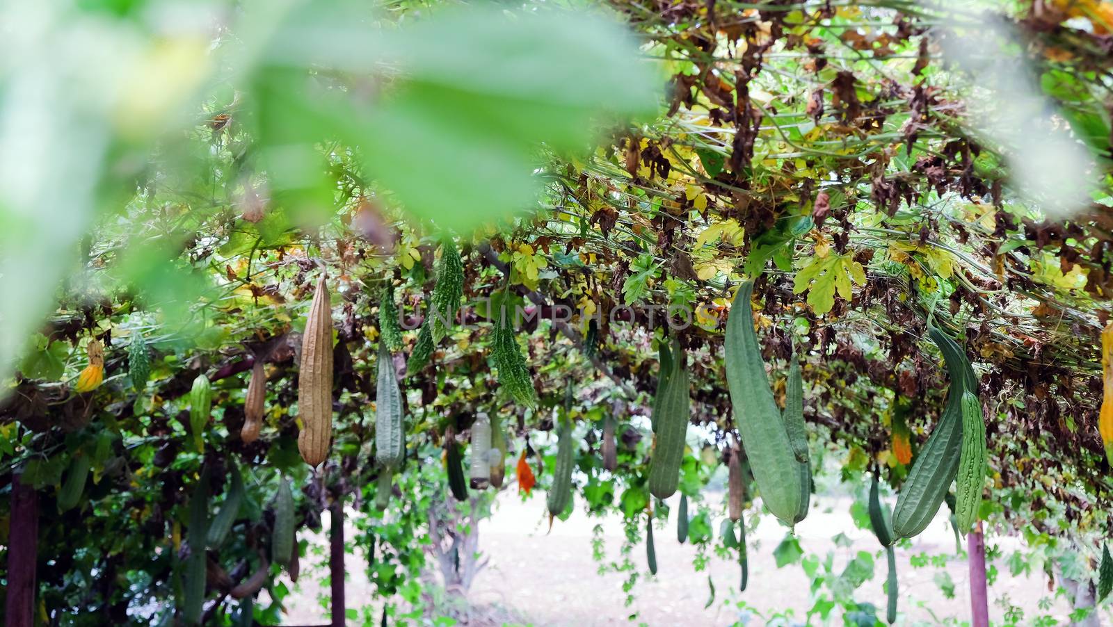 Image of Fresh Green long Cucumber on a branch in greenhouse