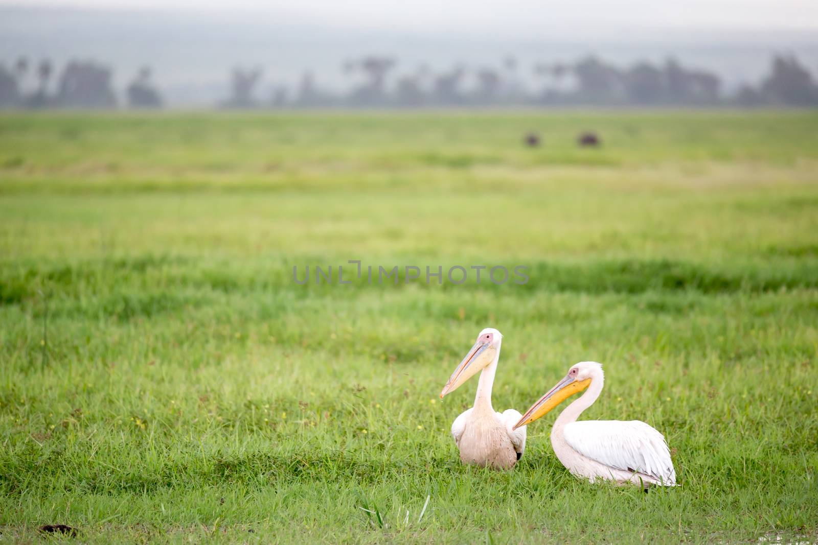 A pelican birds are standing in the green grass