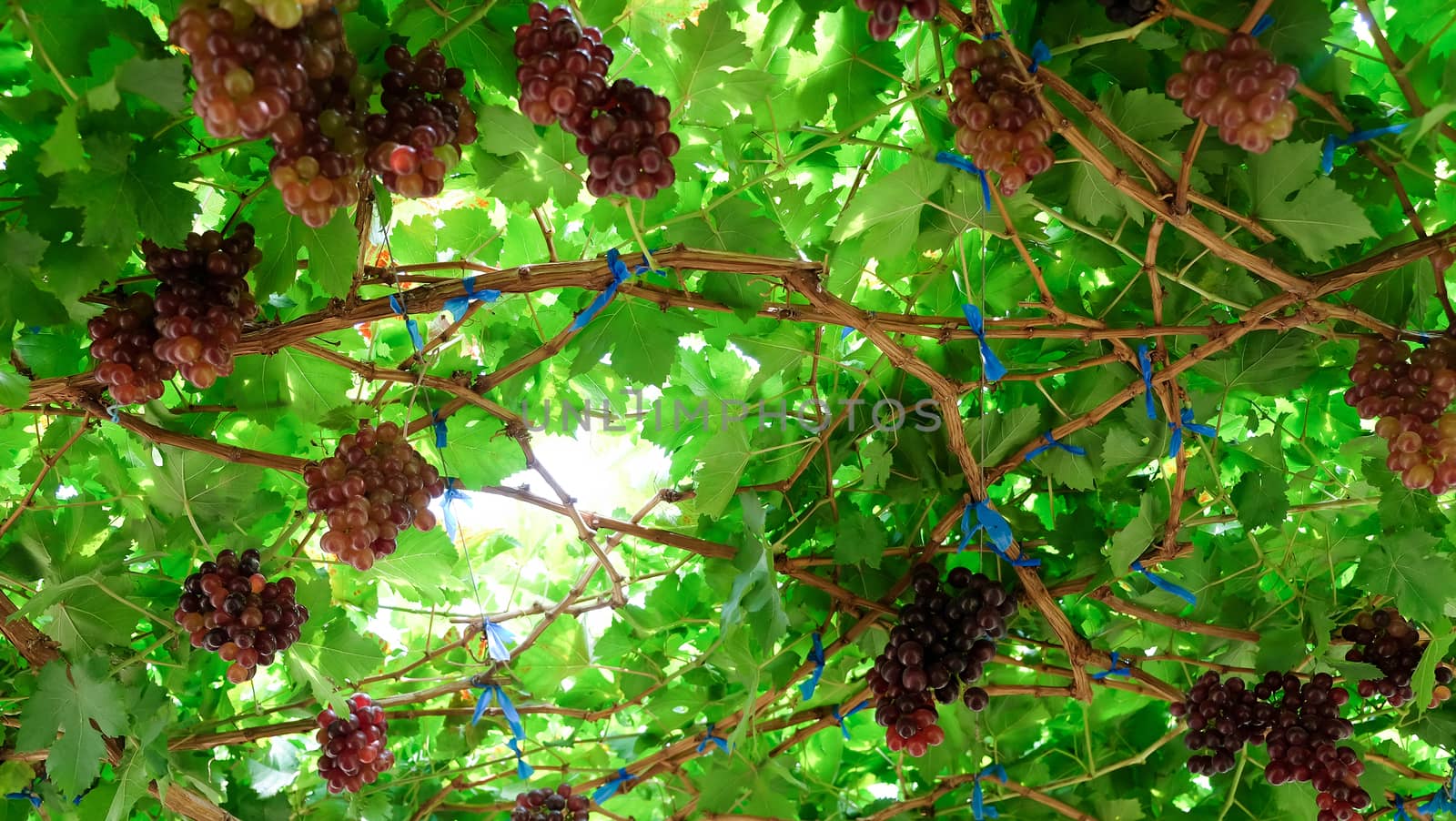 Image of Ripe grapes ready for harvesting
