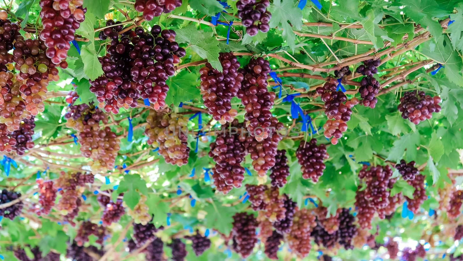 Image of Ripe grapes ready for harvesting