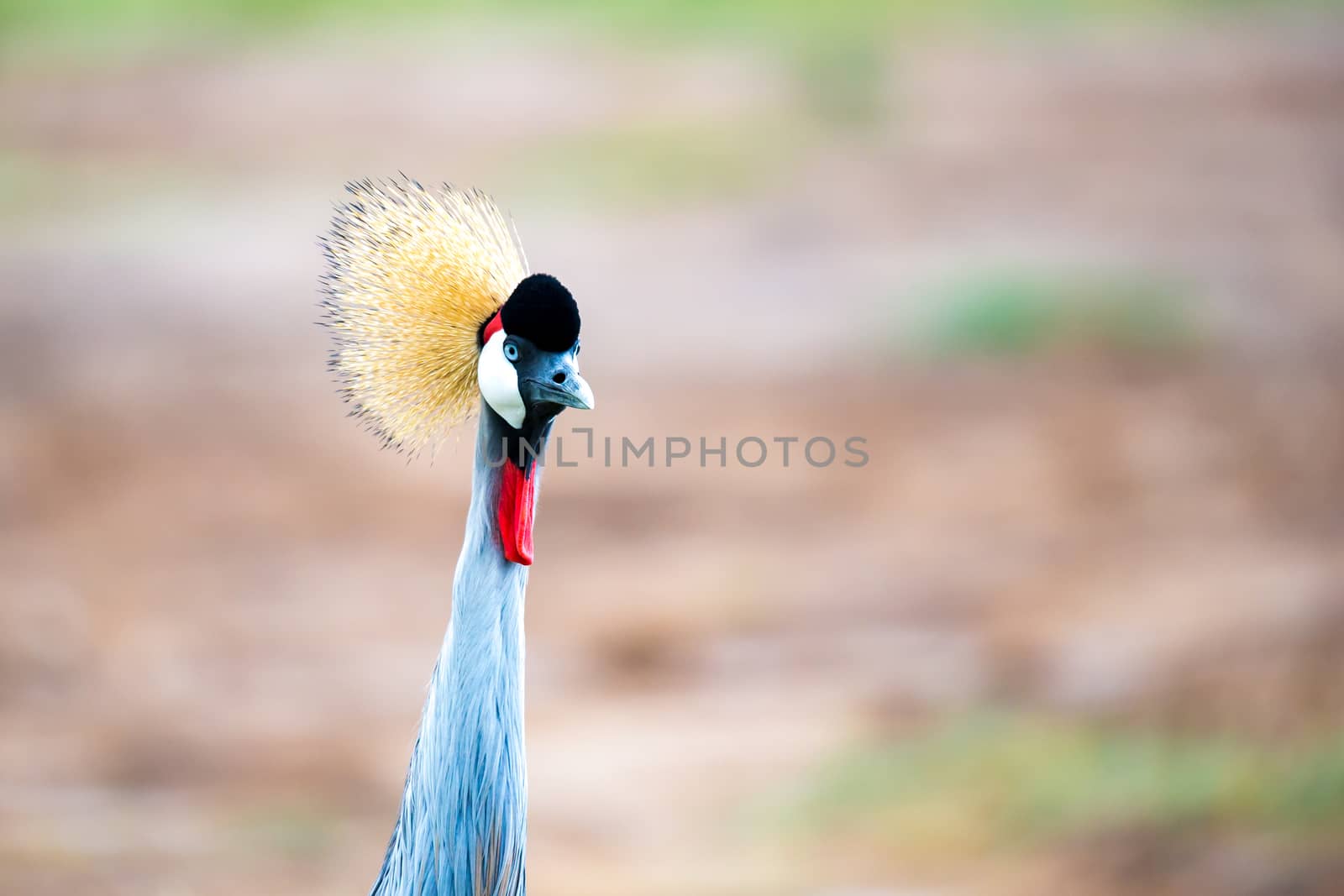 A colorful bird in the savannah of Kenya