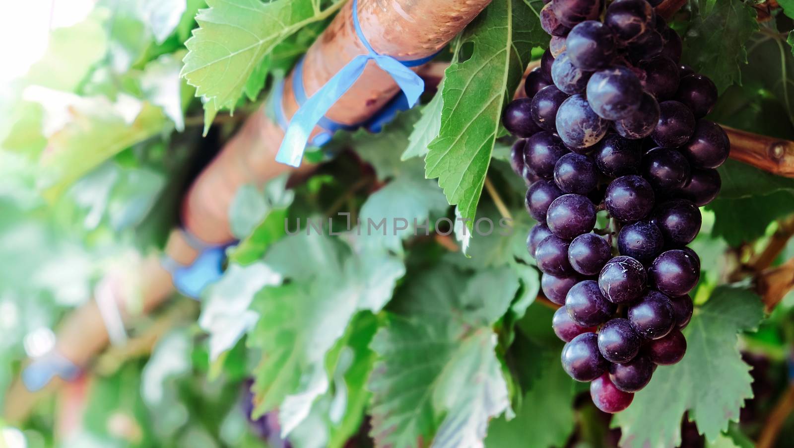close up image of purple red grapes with green leaves on the vine. vine grape fruit plants outdoors. autumn harvest.