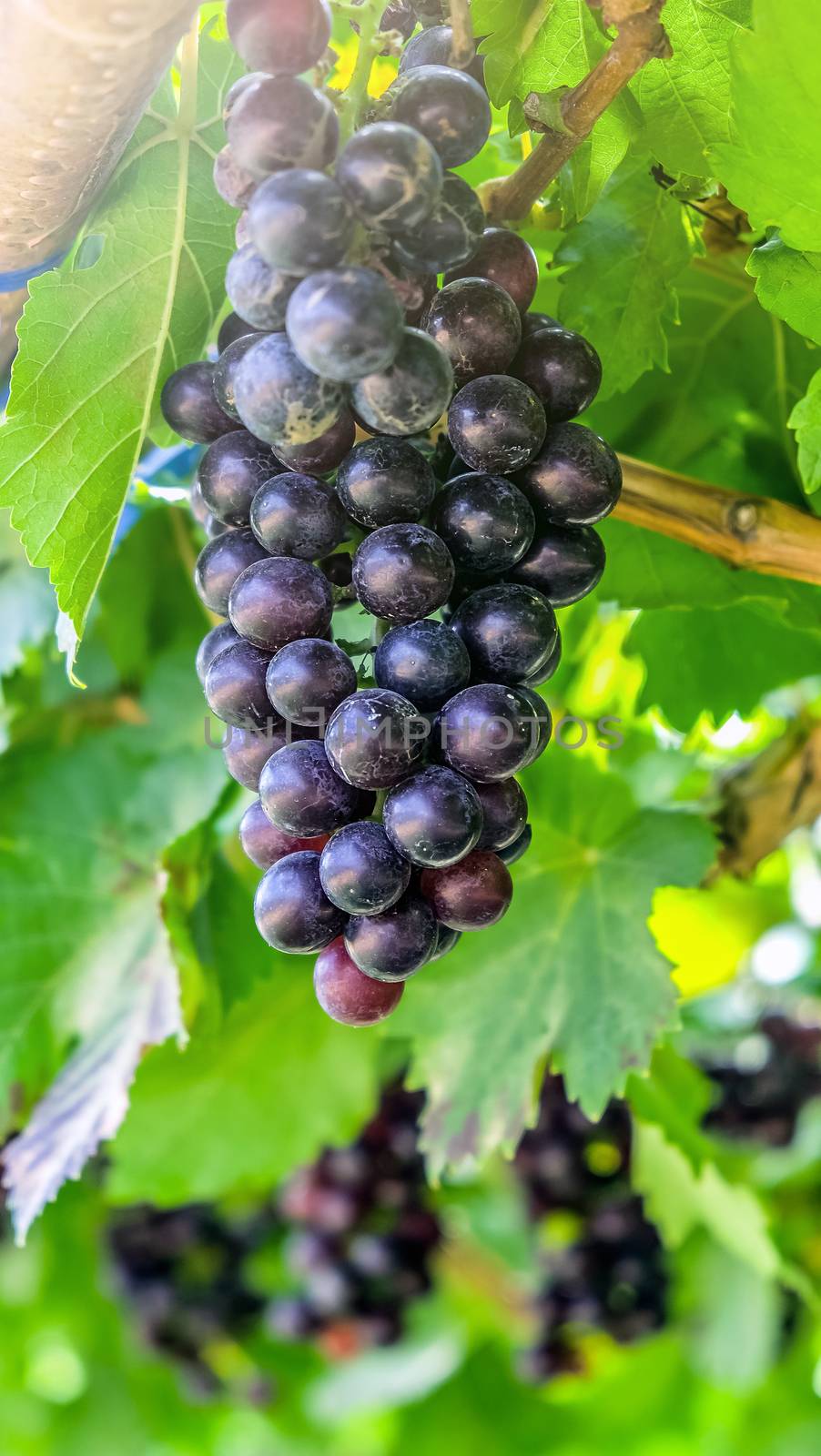 vine grape fruit plants by ponsulak