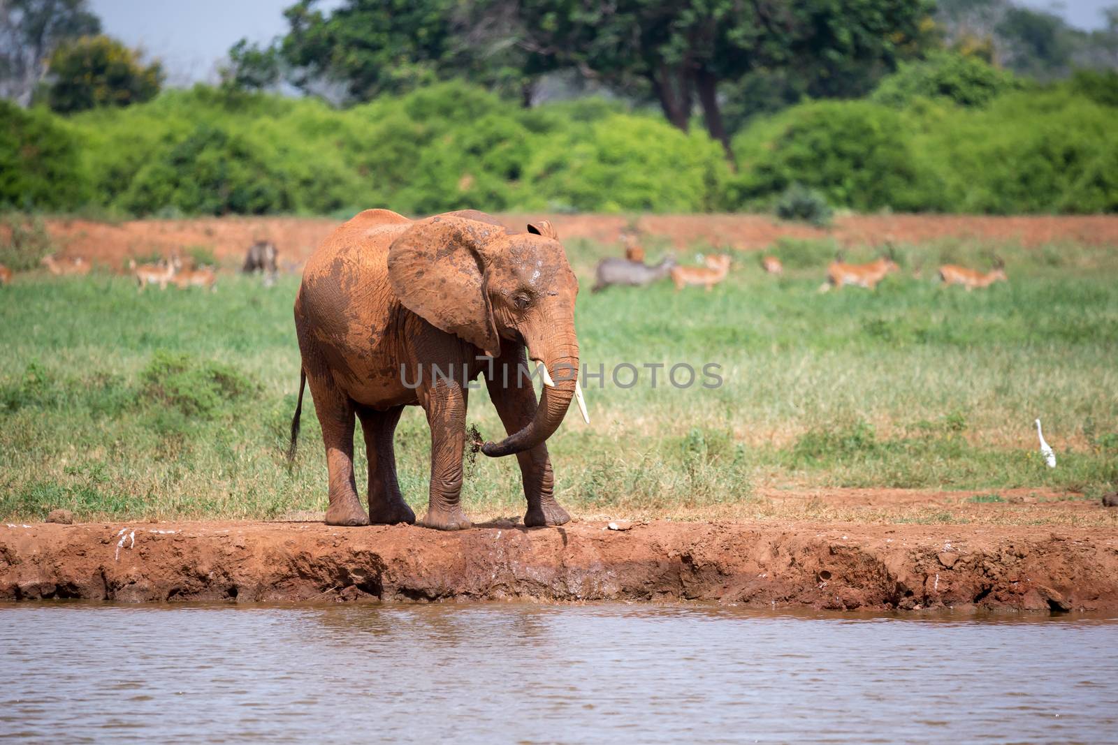 A red elephant is drinking water from the waterhole