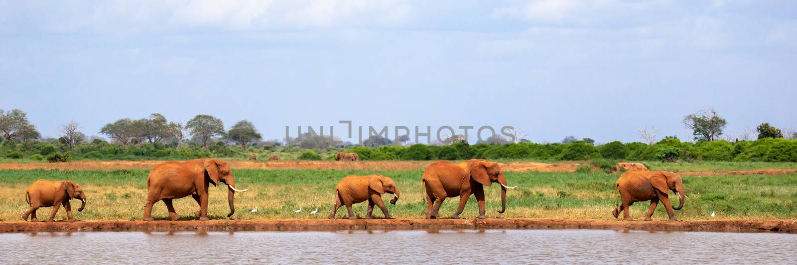 Elephants on the waterhole in the savannah by 25ehaag6