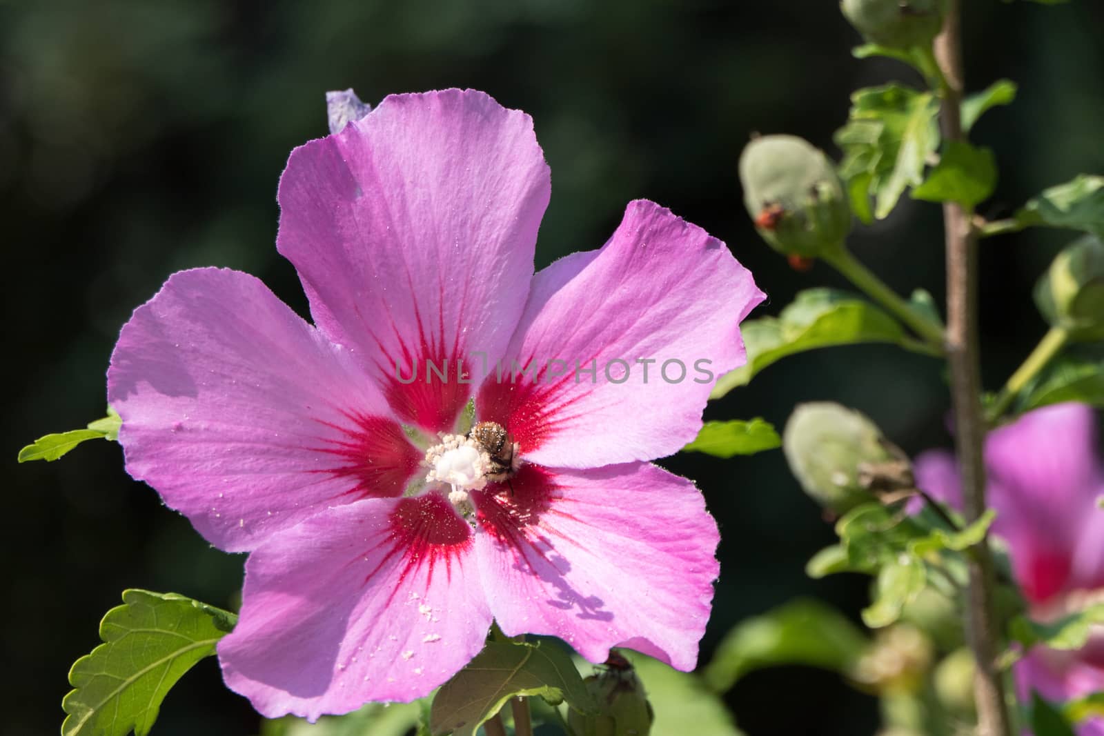 One beautiful pink flower surrounded by green branches