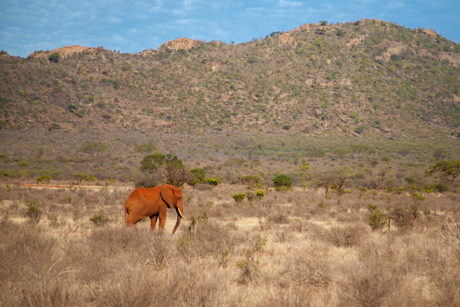 Elephant is walking in the savannah