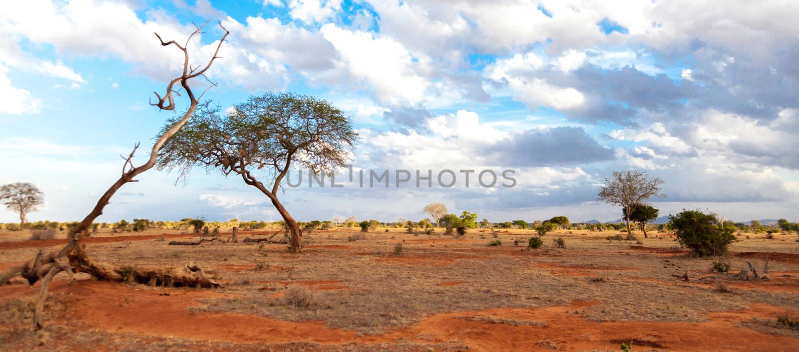 Scenery of the savannah of Kenya, on safari