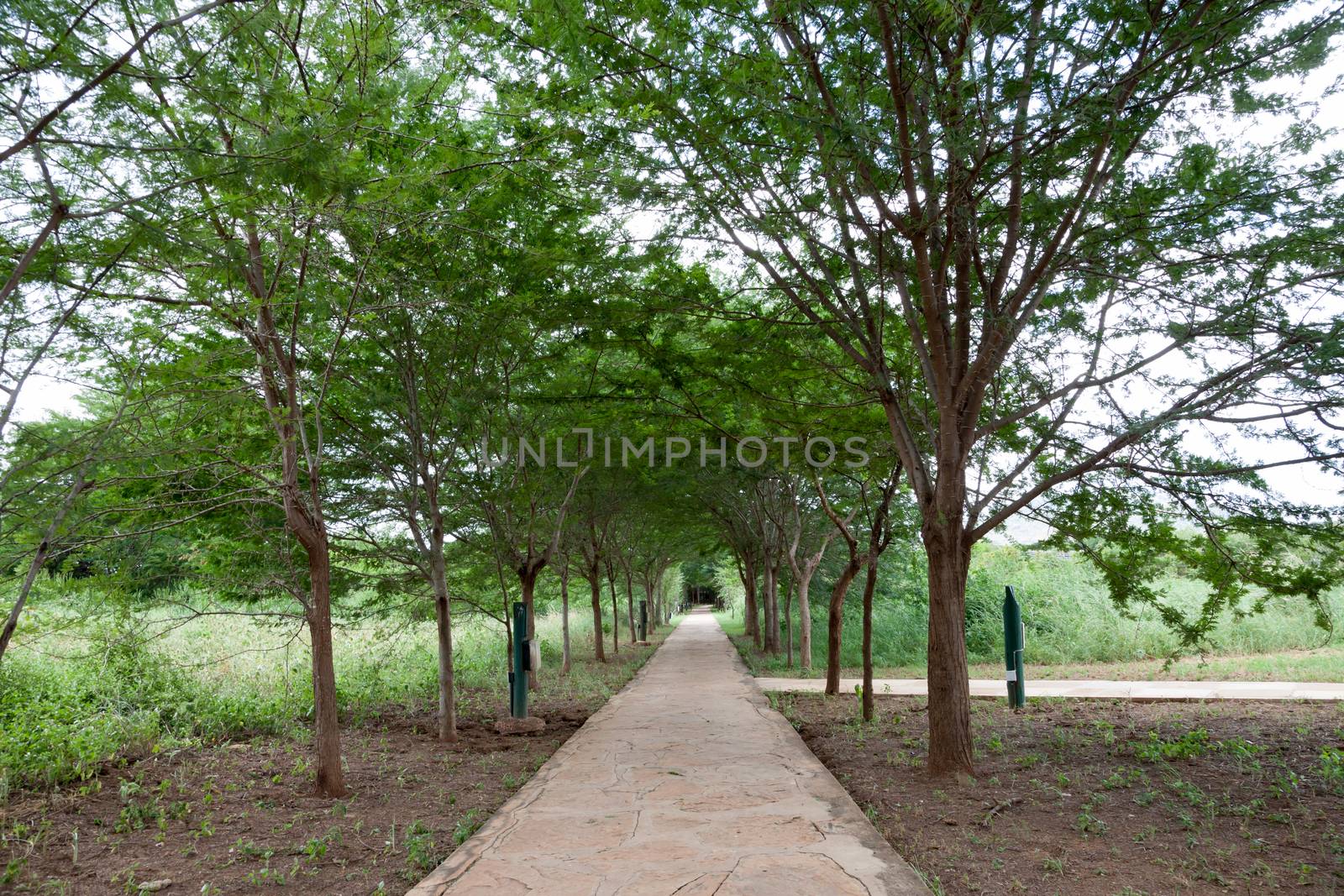 Pathway between the trees with a lot of green plants in Kenya