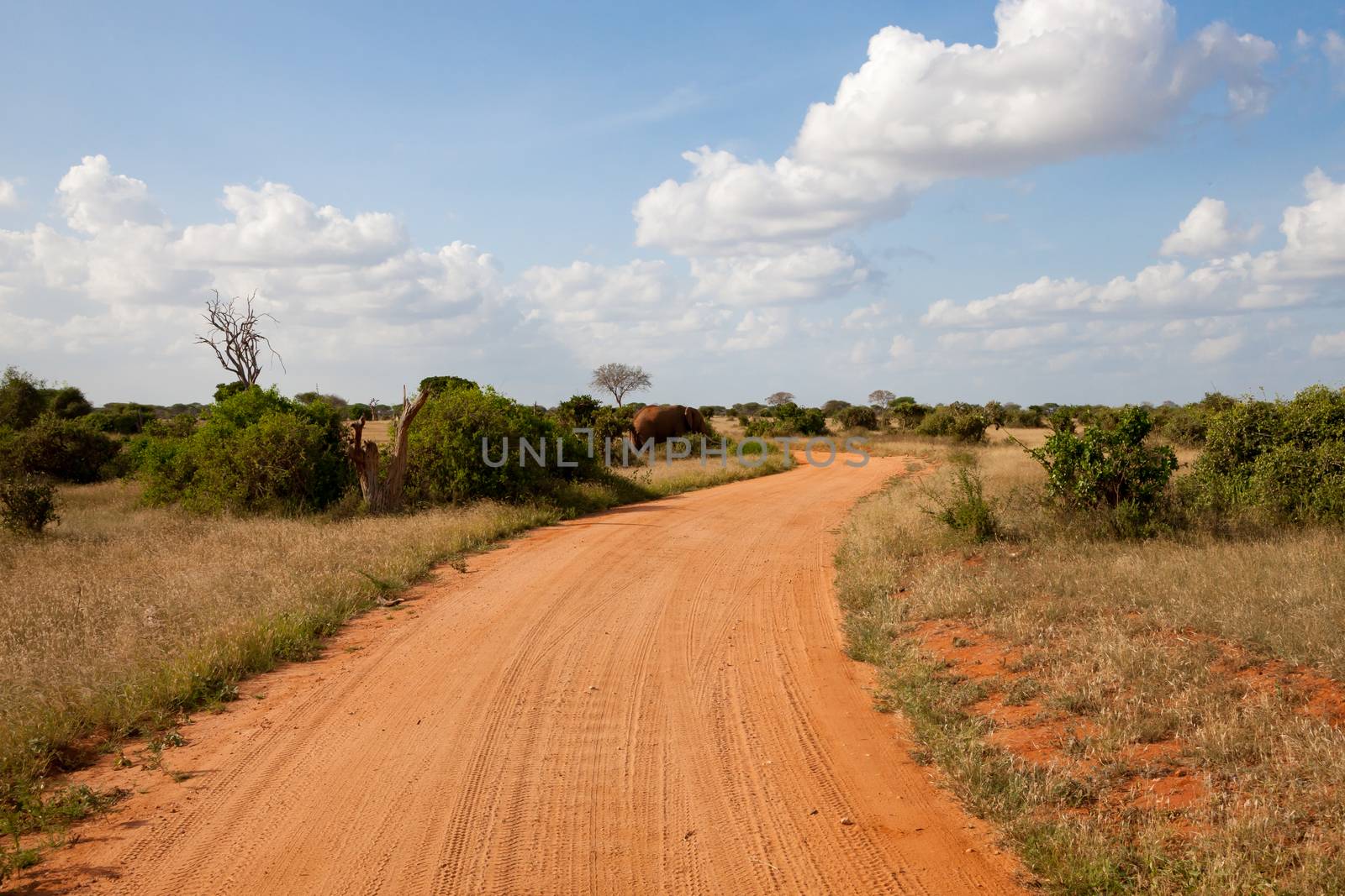 A way with red soil throught the savanna with a lot of trees and green plants