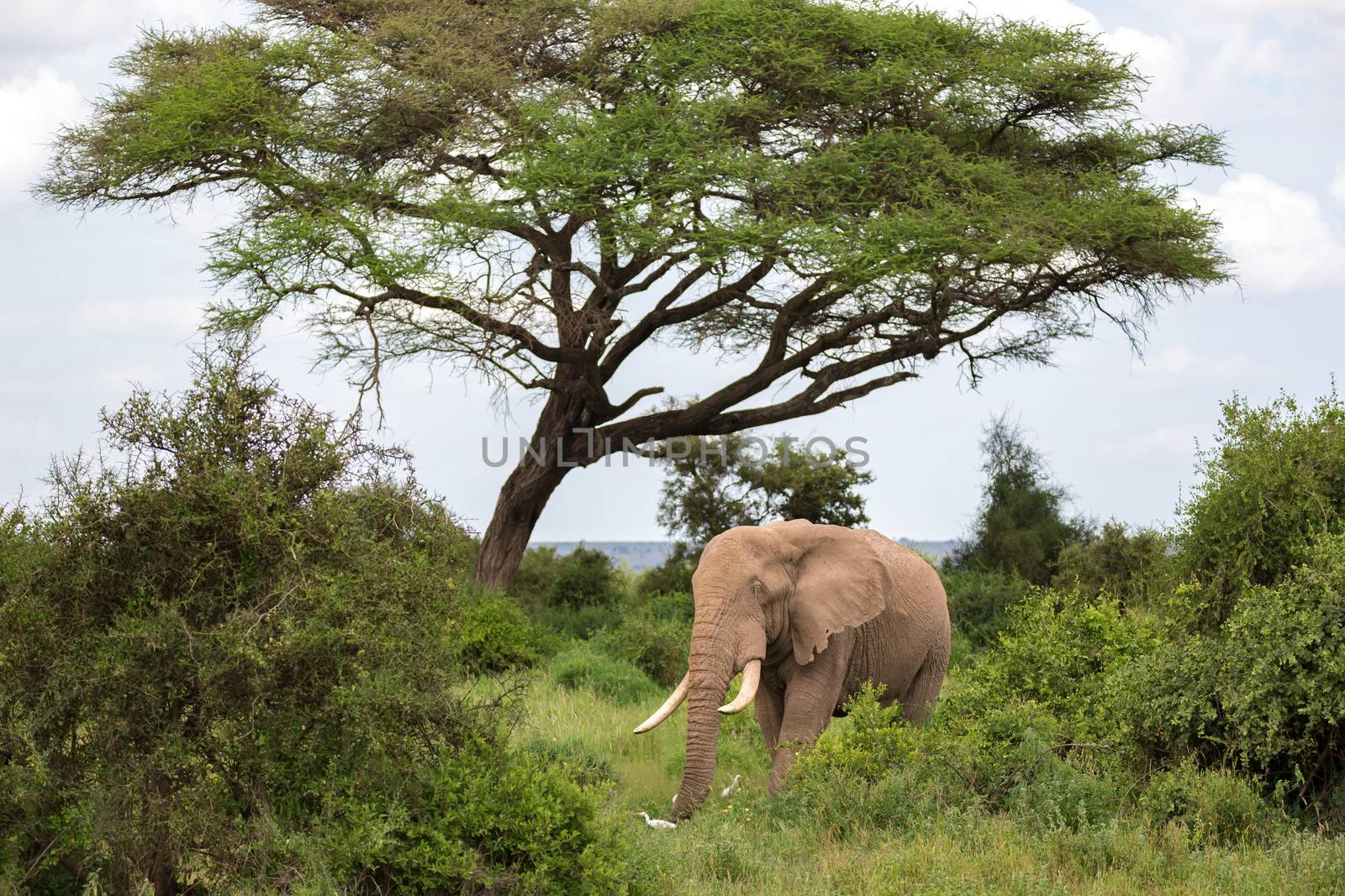 An elephant in the savannah of a national park in Kenya