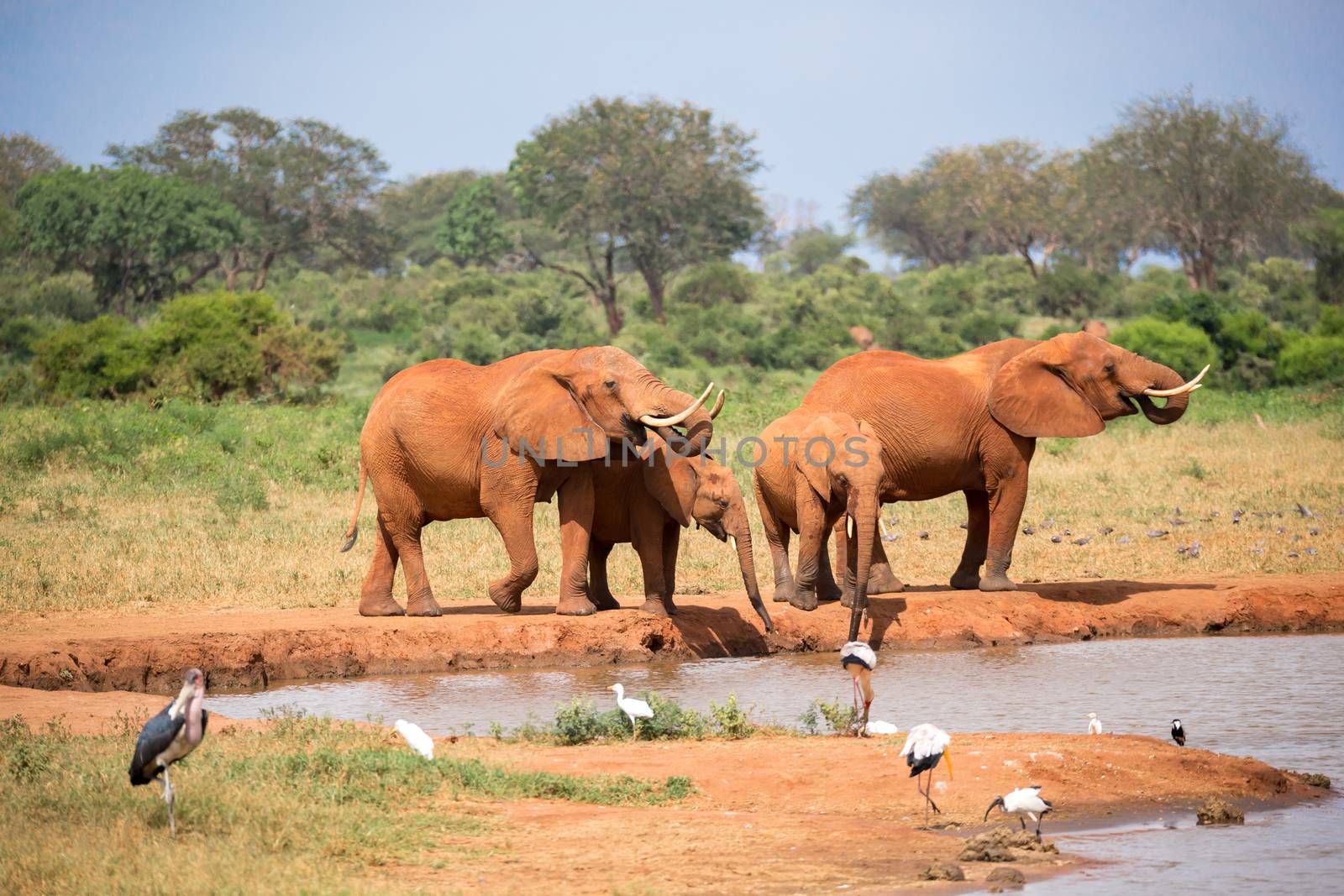 A elephants family drinking water from the waterhole