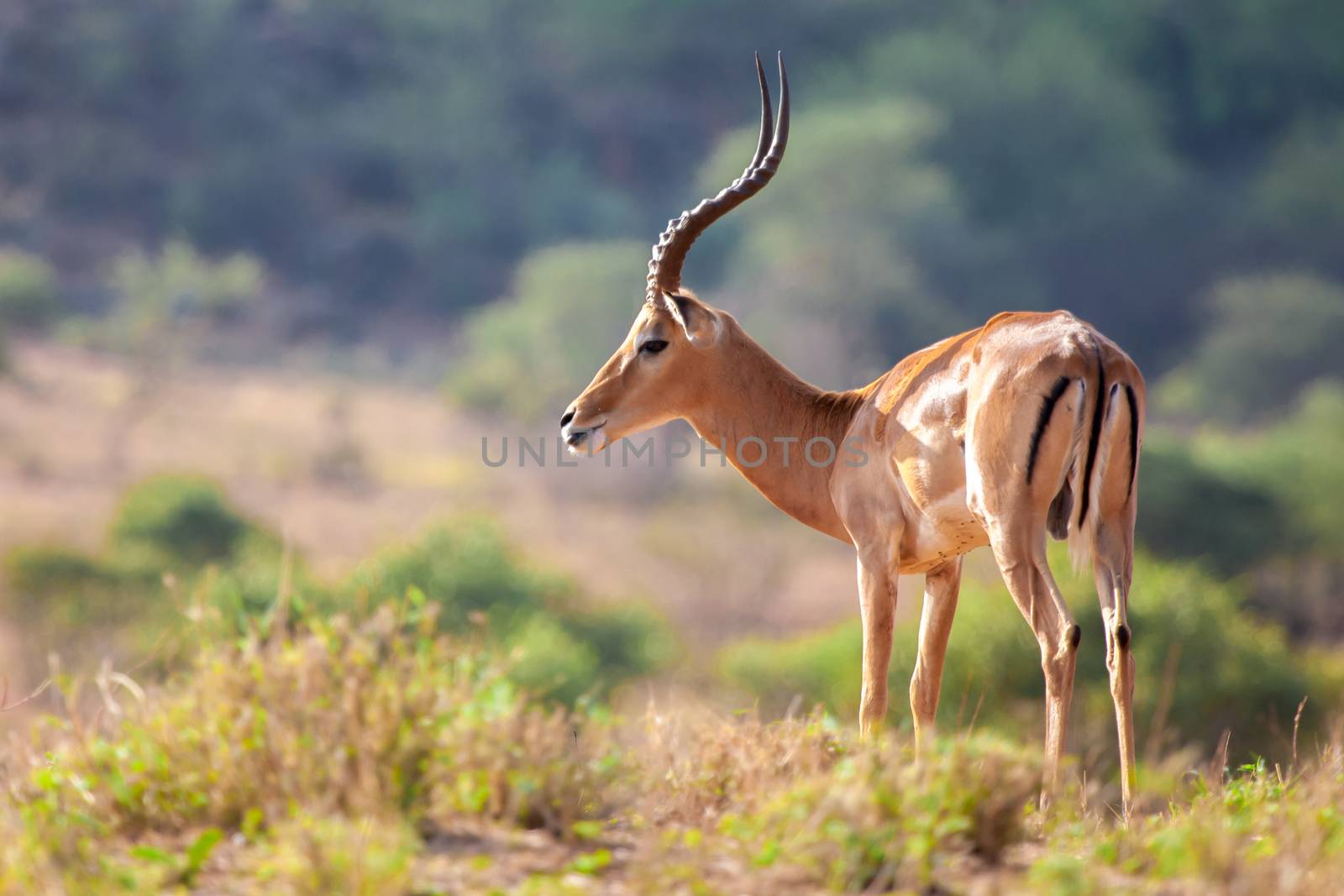 An antelope is standing, safari in Kenya