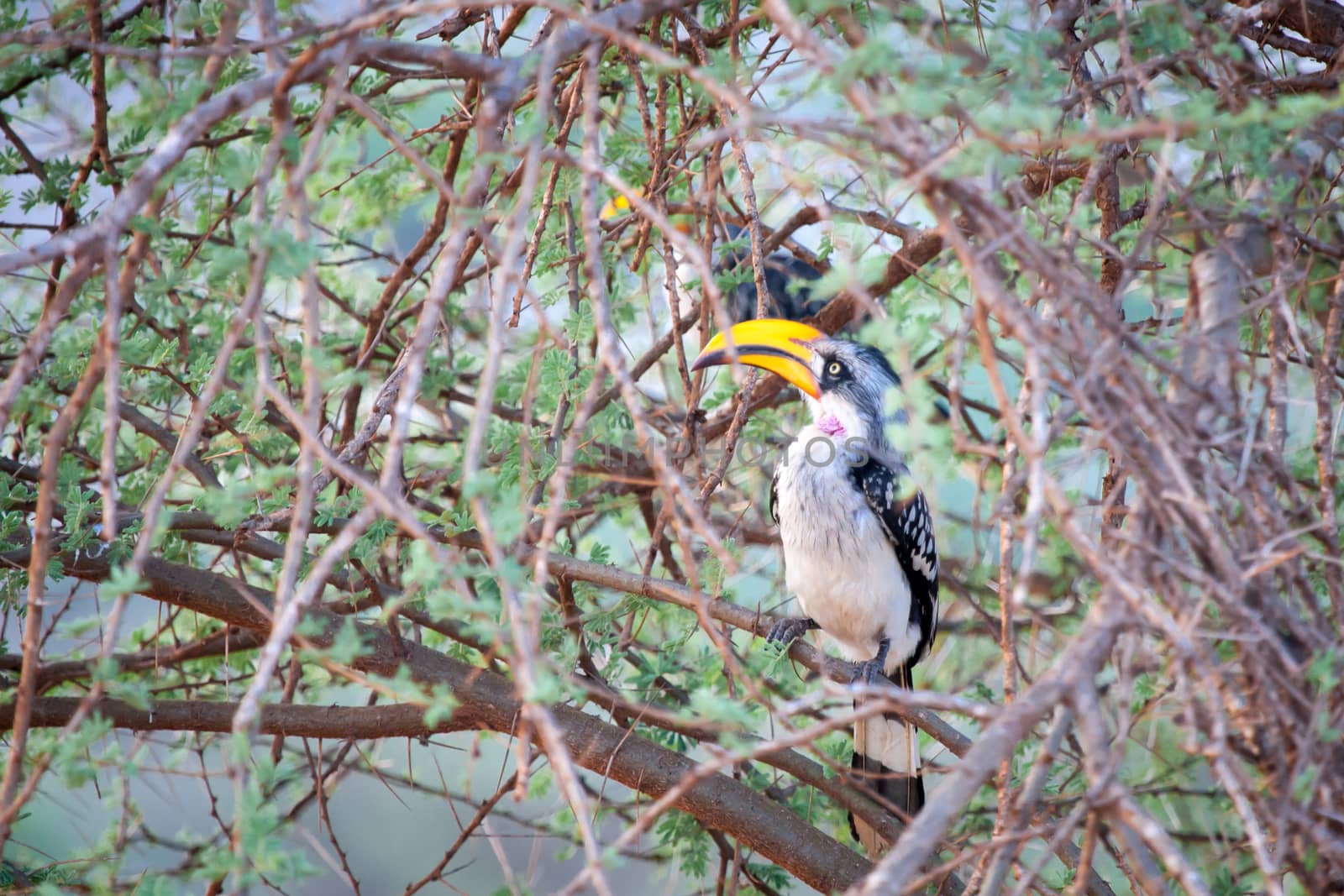 Bird is sitting on a tree in Kenya
