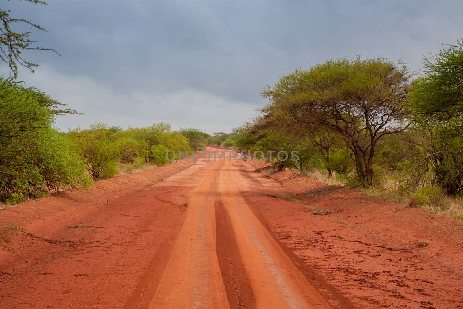 Red soil way through the savannah in Kenya