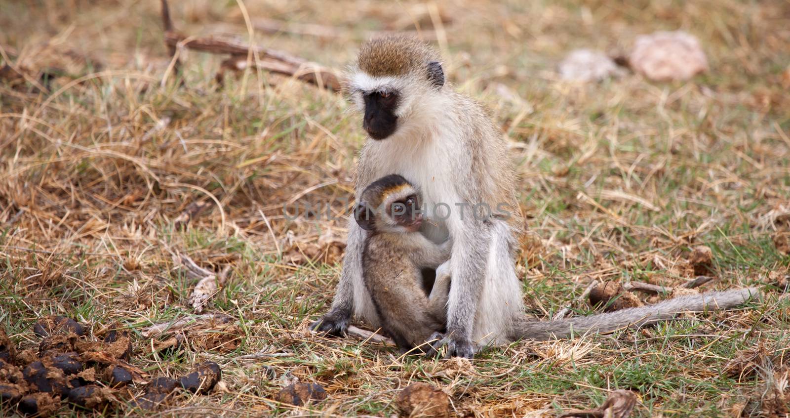 Monkey with small one is sitting, on safari in Kenya