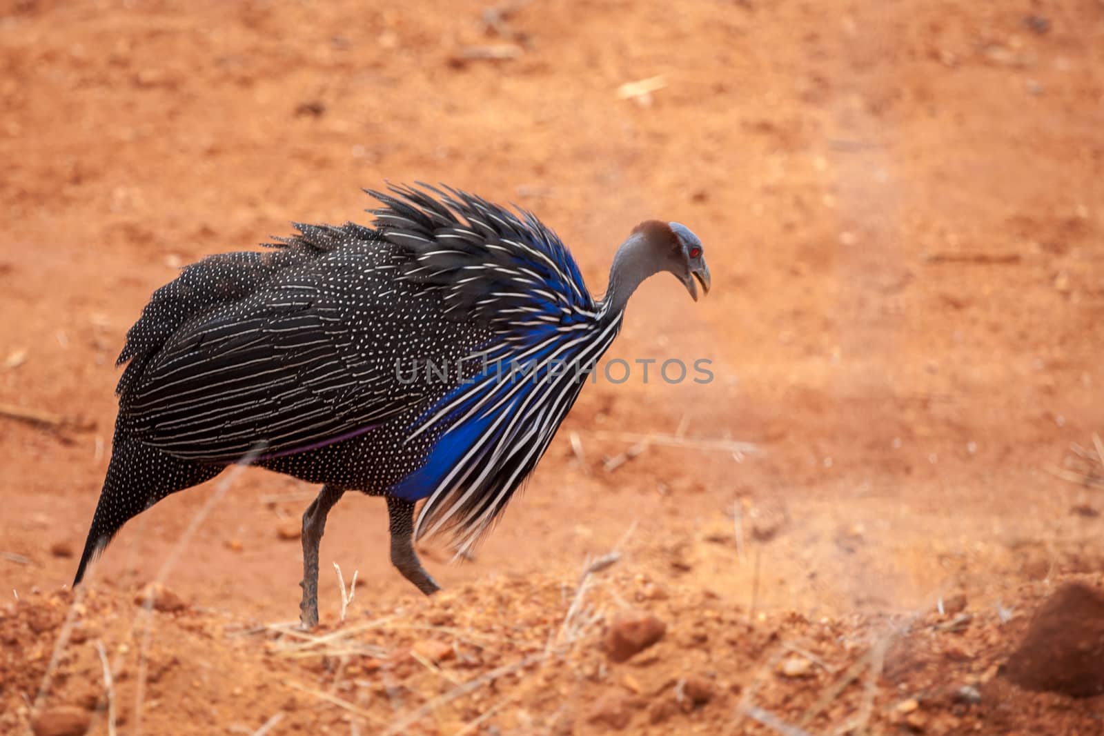 Bird in the savannah of Kenya, red soil