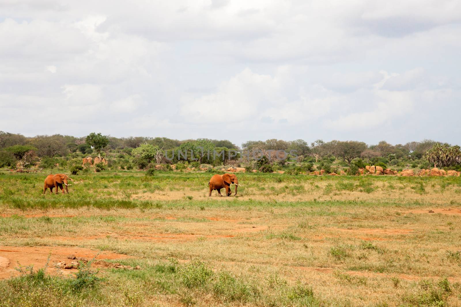 Elephants are walking throught the savannah near the waterhole with a lot of green plants