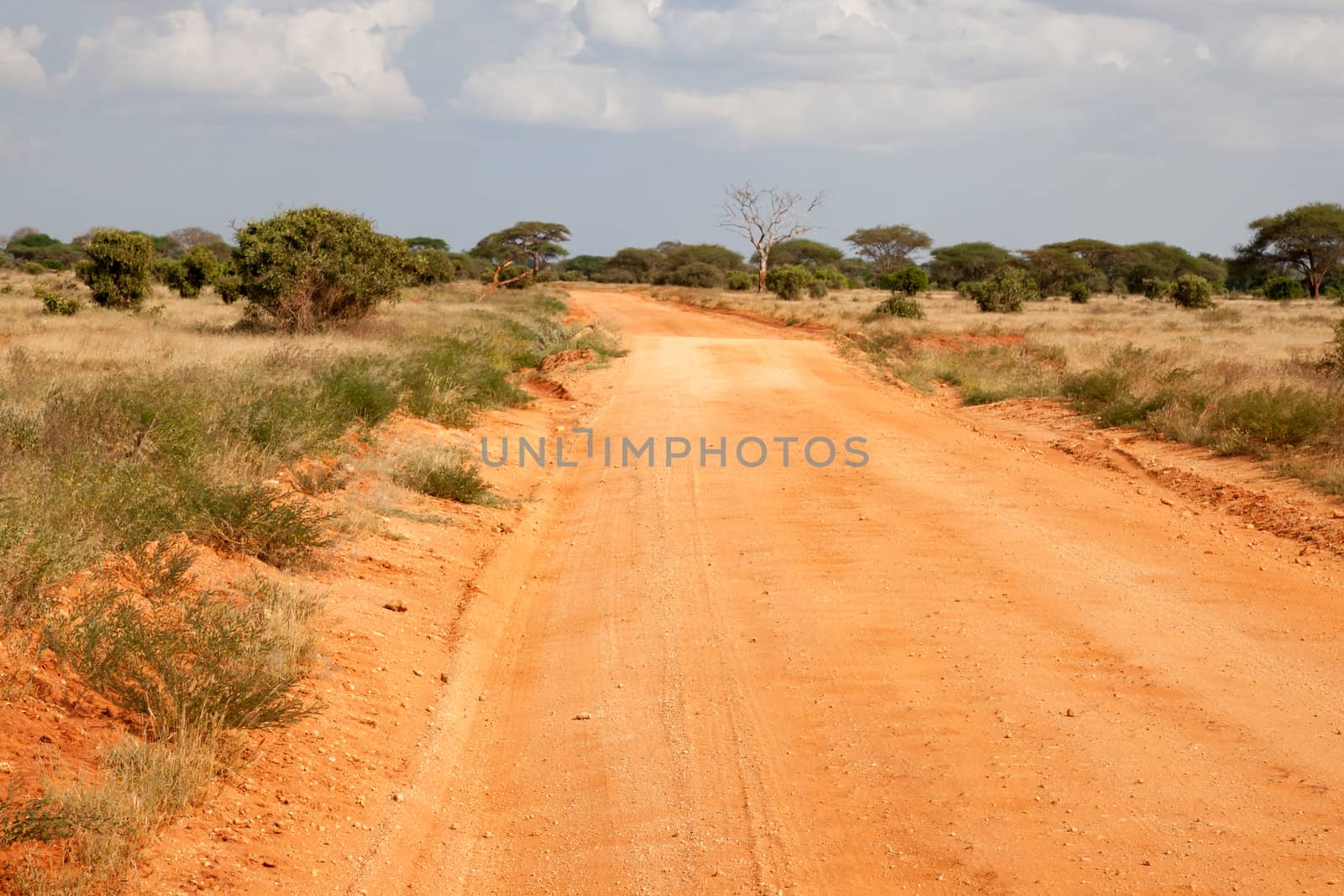 The way througt the savannah with red soil and a lot of plants