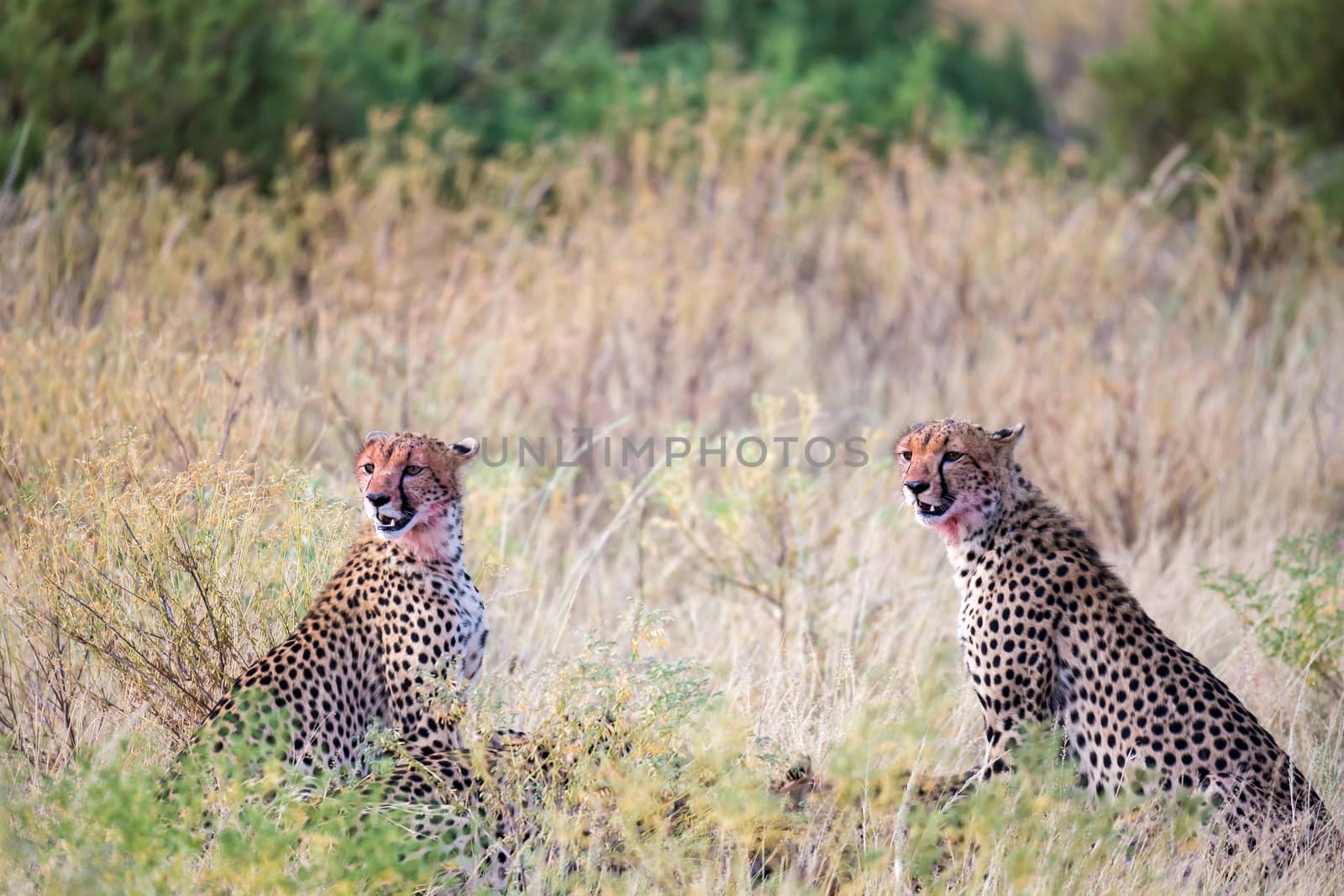 The cheetahs eating in the middle of the grass
