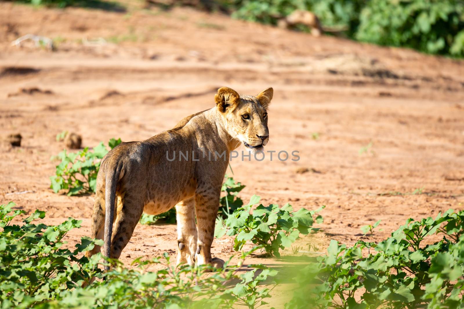 One lion walks through the savannah in Kenya