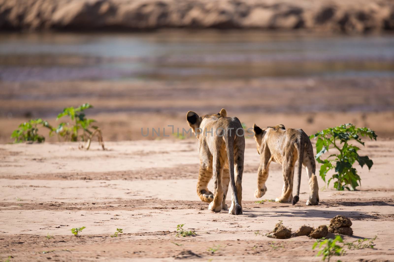 The lions walk along the banks of a river