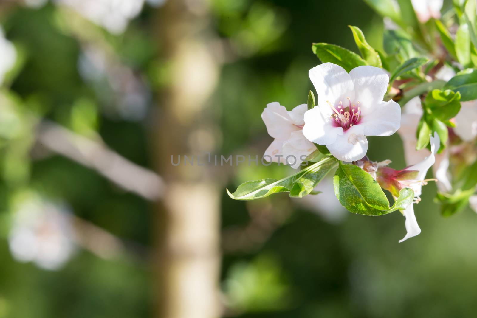 The flowers of a cherry tree in spring