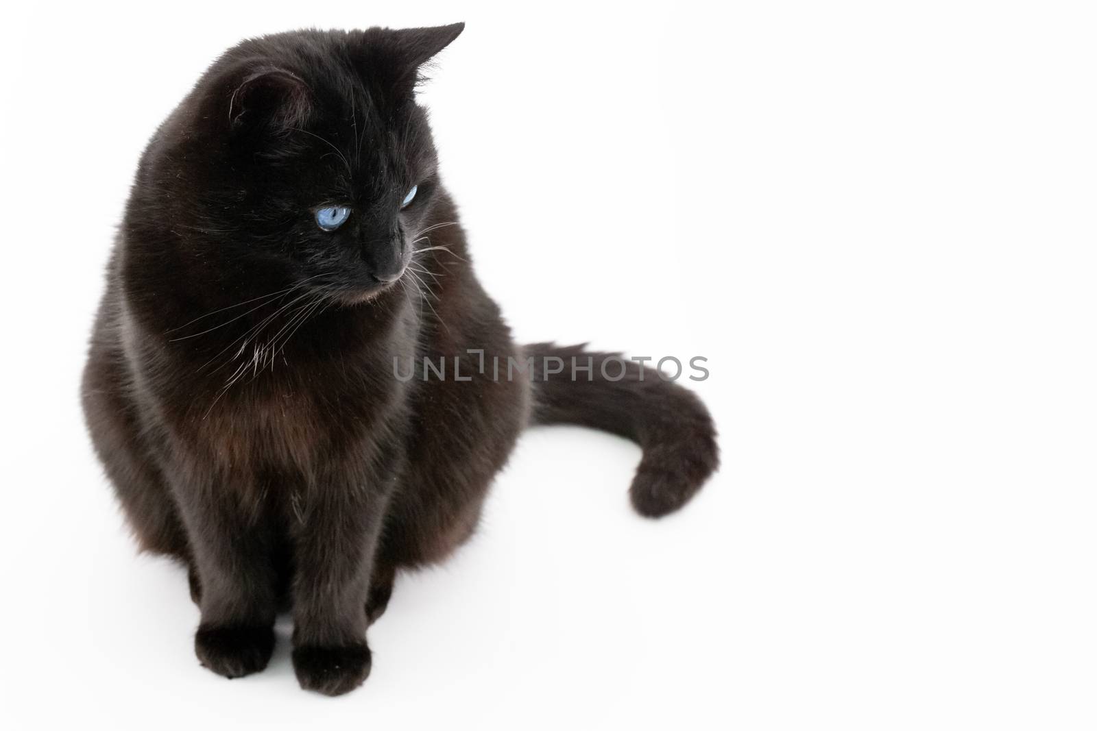 Beautiful black cat poses on a white background