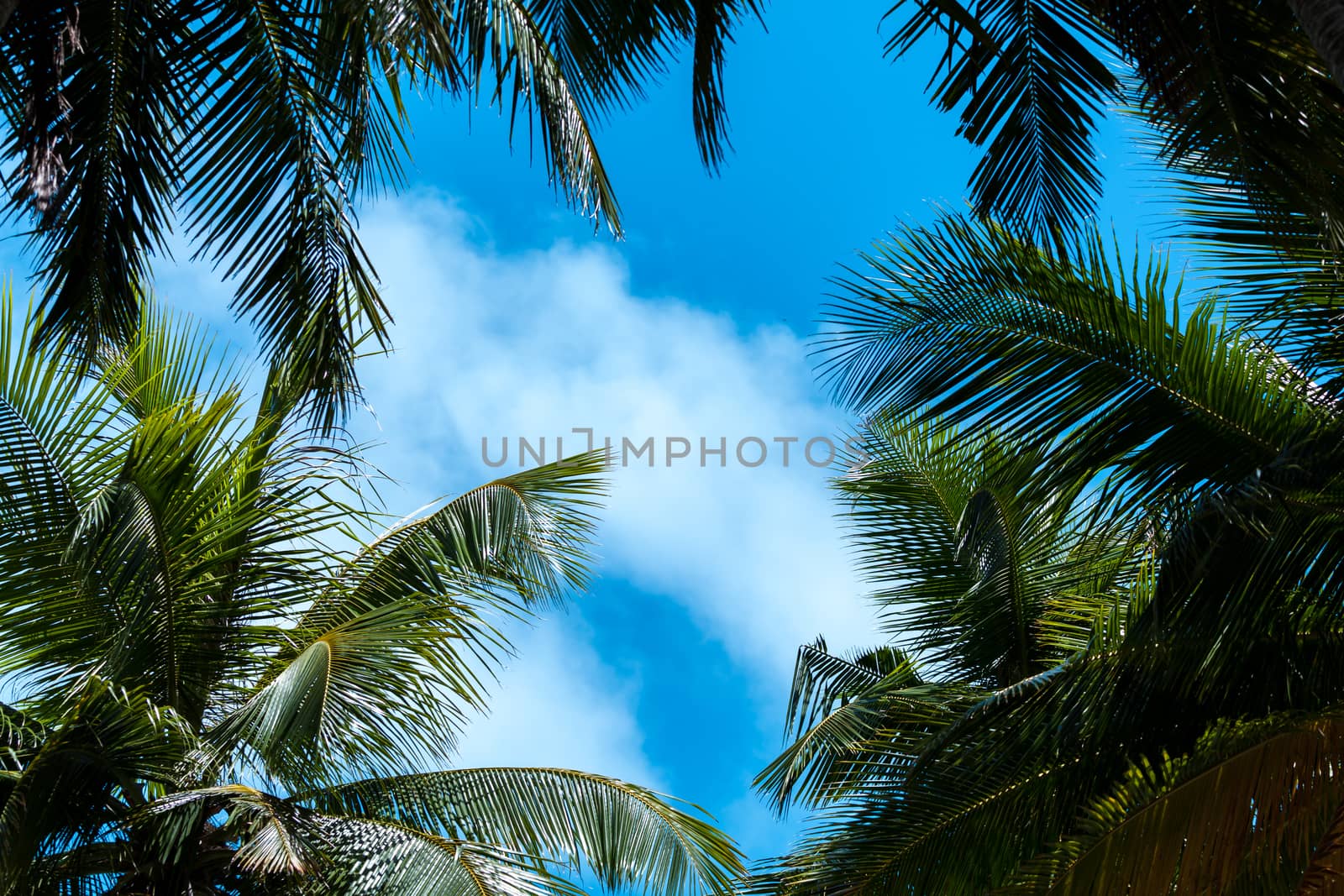 Blue sky with a few clouds and palm trees