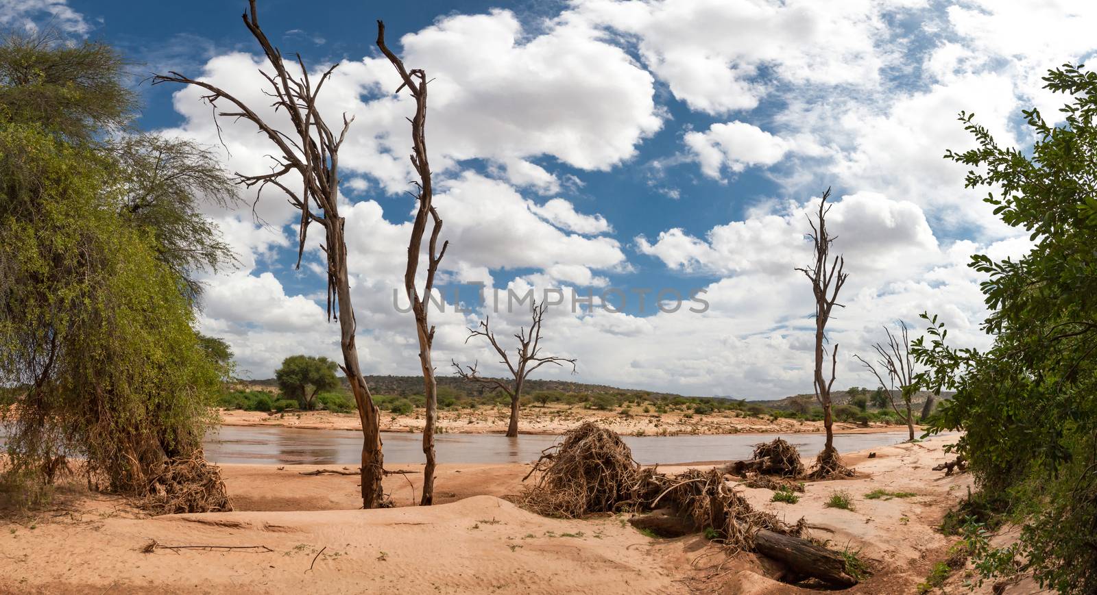 Some bald trees on the bank of a river