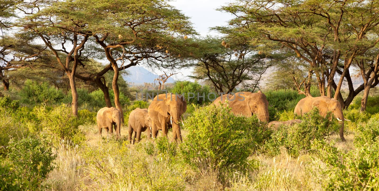 Some elephants walk through the jungle amidst a lot of bushes